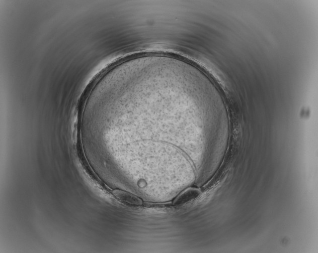 X0000097301126200802291807