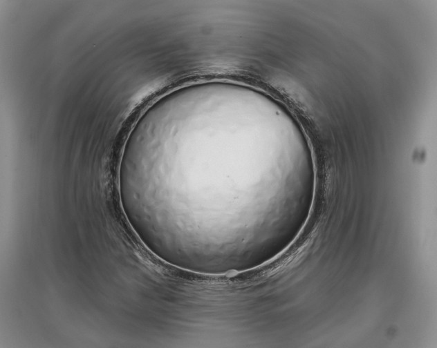 X0000097301210200802291806