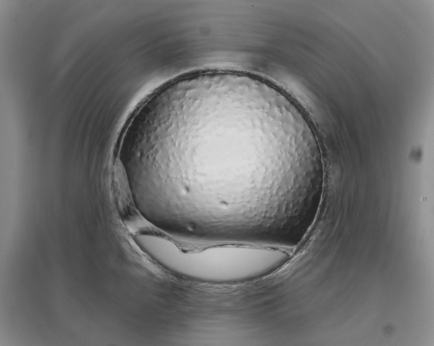 X0000097301240200802291806