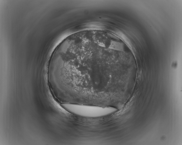 X0000097301243200802291806