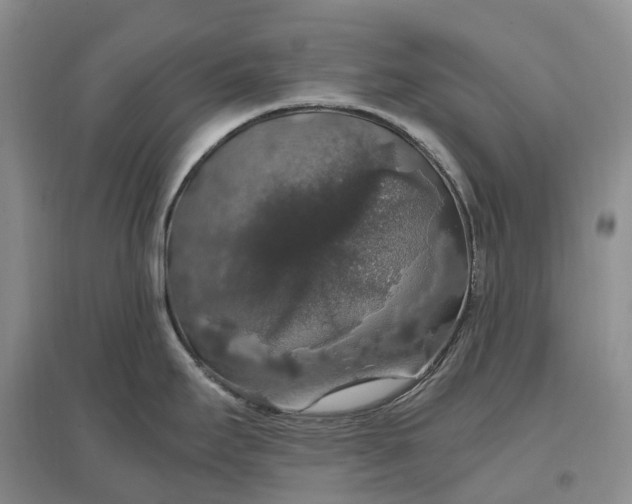 X0000097301295200802291805