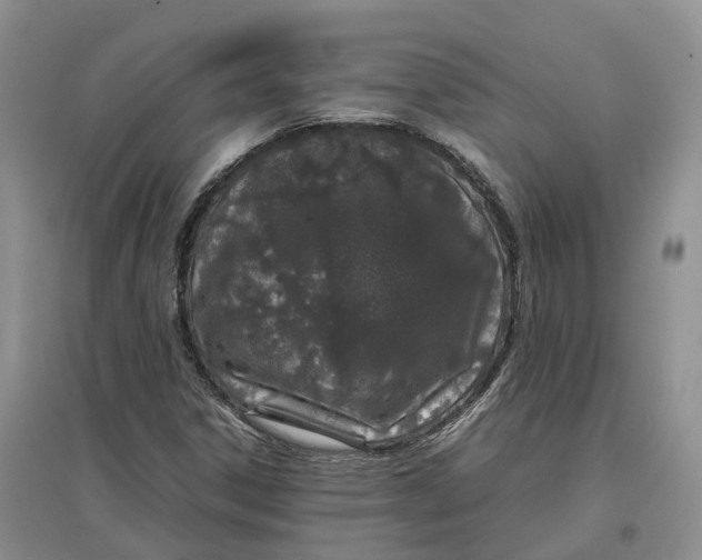 X0000097301306200802291805