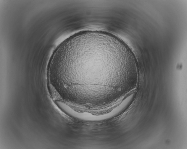 X0000097301335200802291805