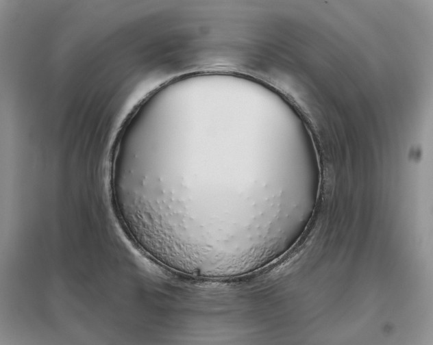 X0000097301424200802291803