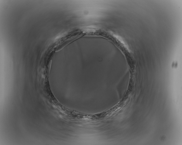 X0000097301445200802291803