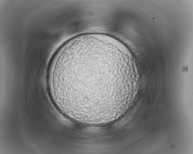 X0000097301470200802291803