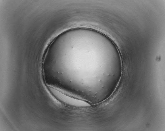 X0000097301525200802291802