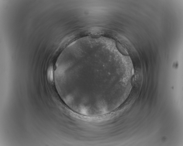 X0000097300046200803071801