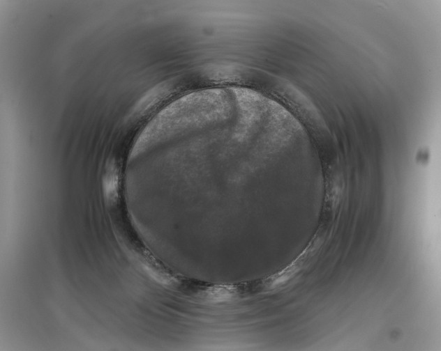 X0000097300124200803071800