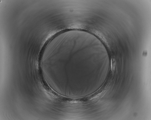 X0000097300204200803071759