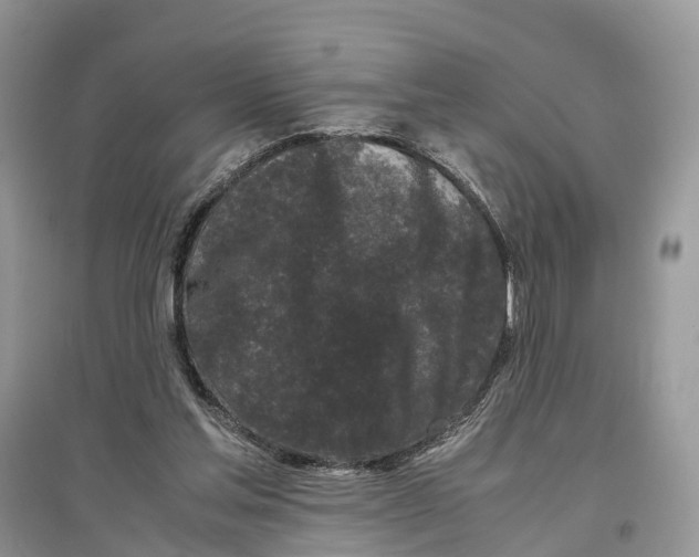 X0000097300205200803071759