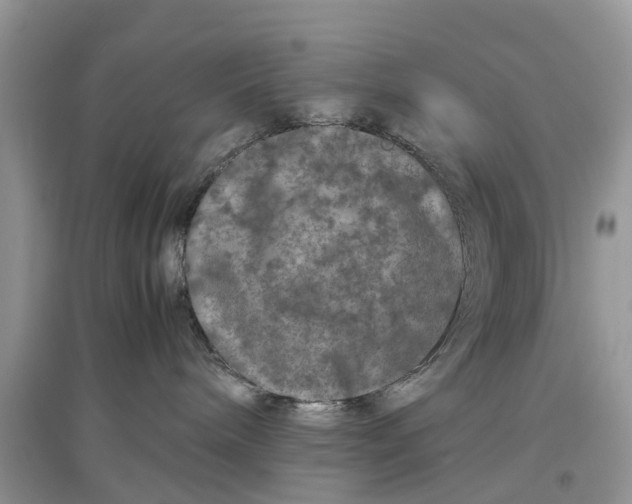 X0000097300240200803071758