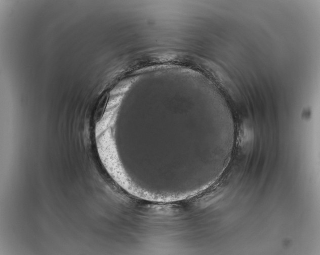 X0000097300524200803071755