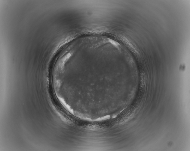 X0000097300634200803071753