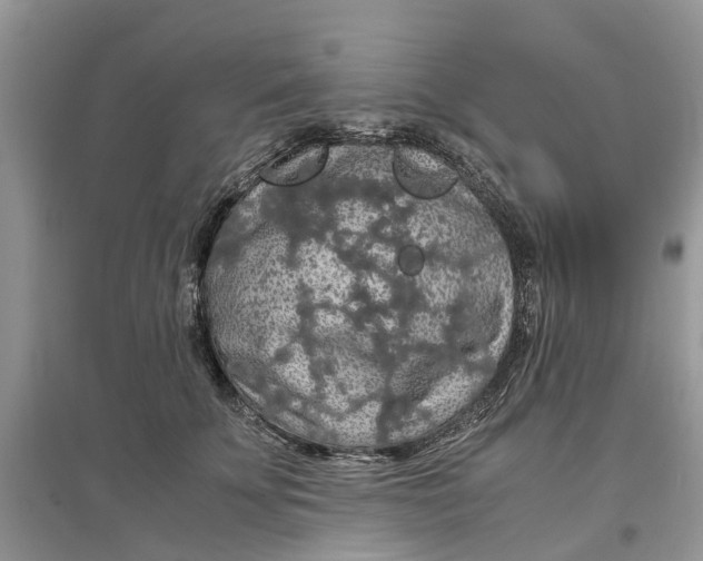 X0000097300707200803071752