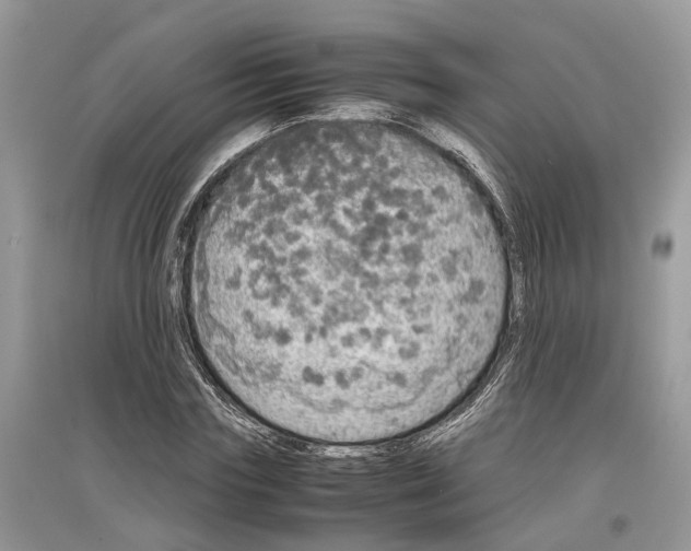 X0000097300827200803071750