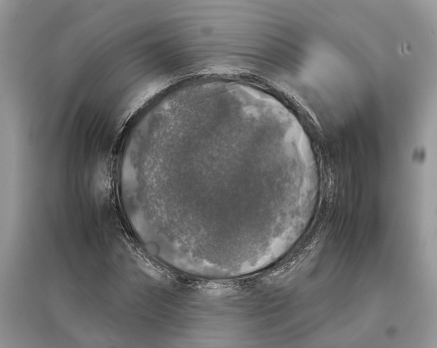 X0000097300874200803071750