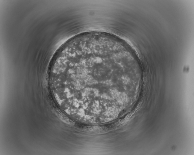 X0000097300879200803071750