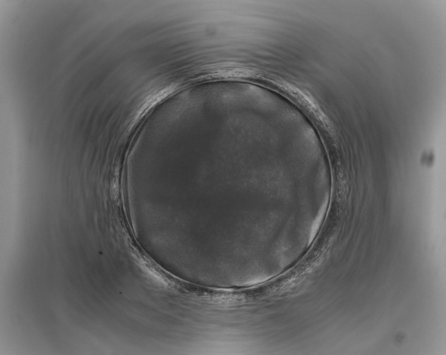 X0000097300889200803071750