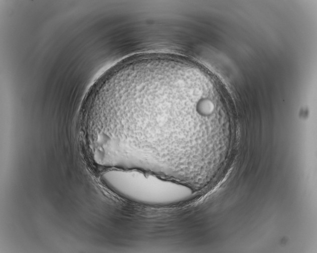 X0000097300925200803071749