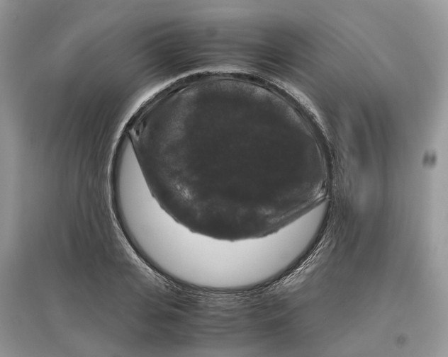 X0000097300935200803071749