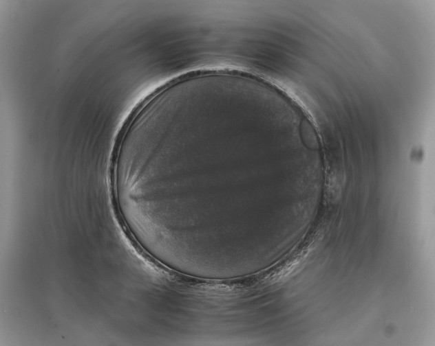 X0000097300943200803071749