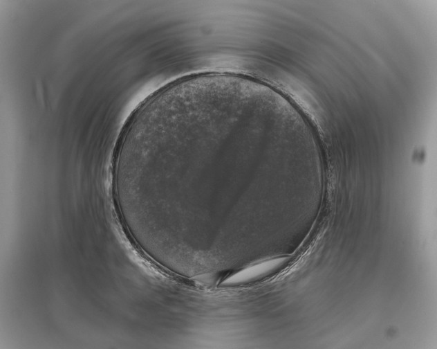 X0000097300944200803071749