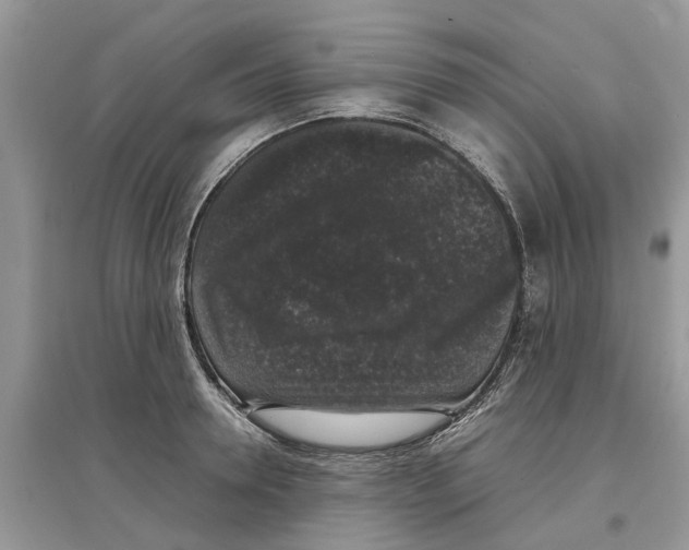 X0000097300946200803071750