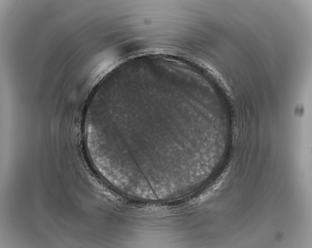 X0000097300977200803071749