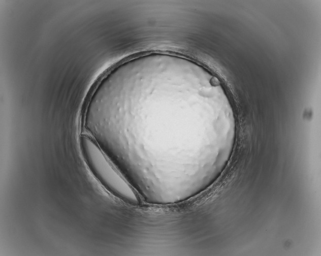 X0000097301032200803071748