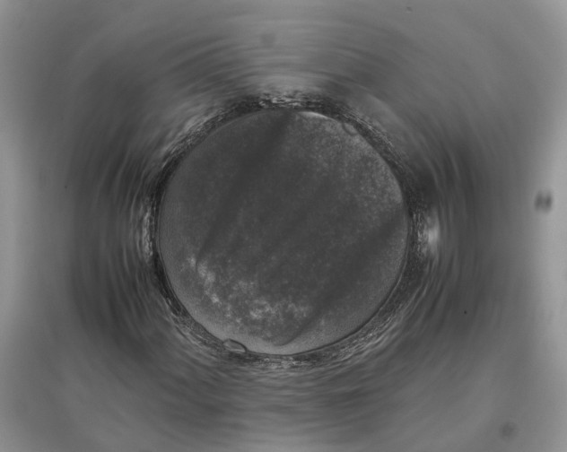 X0000097301060200803071748