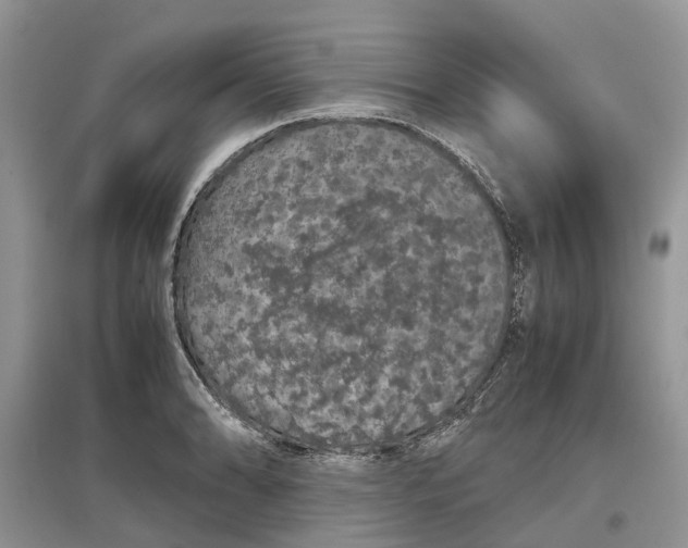 X0000097301086200803071747