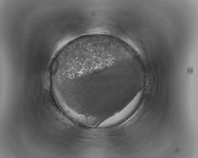 X0000097301358200803071744