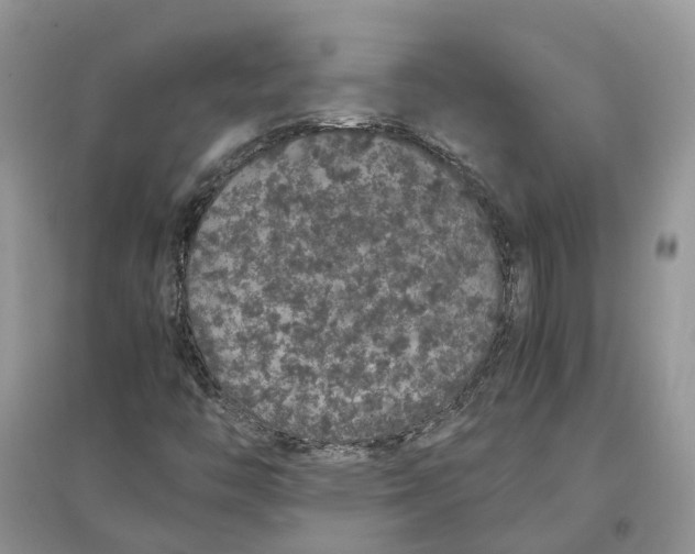 X0000097301446200803071743