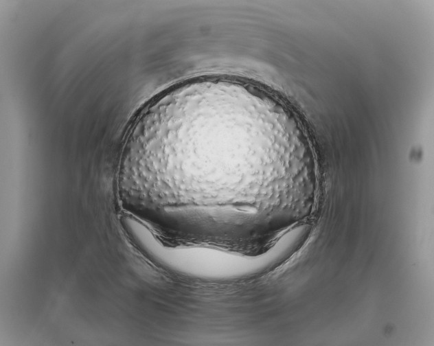 X0000097301505200803071742