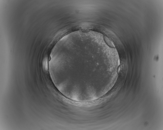 X0000097300046200803141542