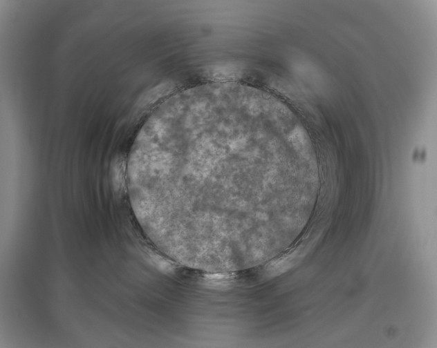 X0000097300240200803141539