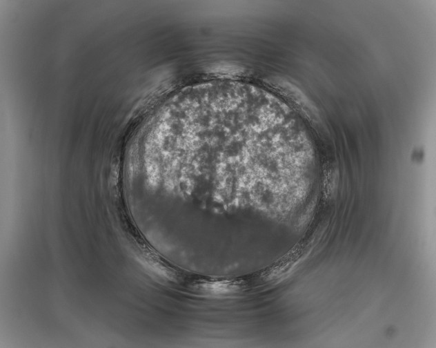 X0000097300365200803141537