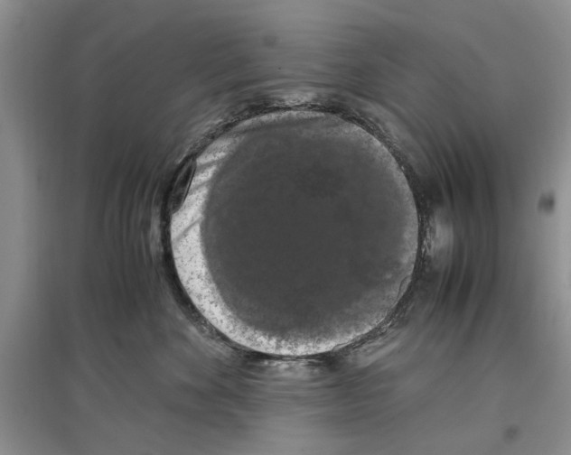 X0000097300524200803141535