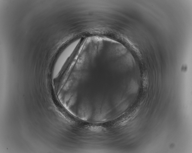 X0000097300637200803141533