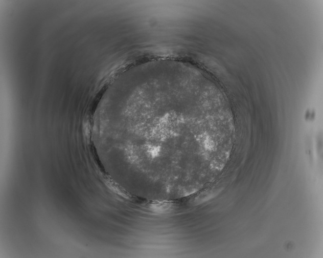 X0000097300720200803141532