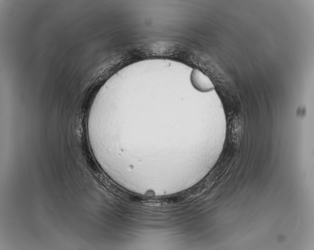 X0000097300746200803141532