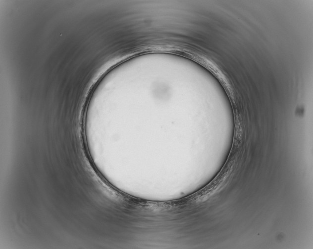 X0000097300803200803141531