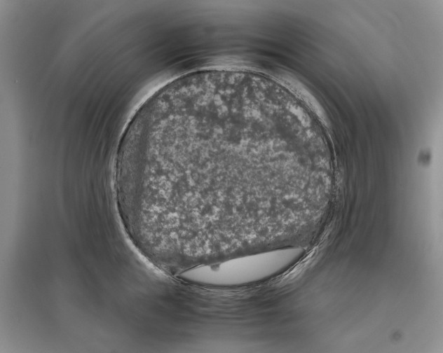 X0000097300855200803141530