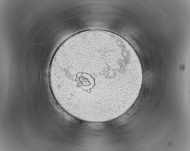 X0000097300856200803141530