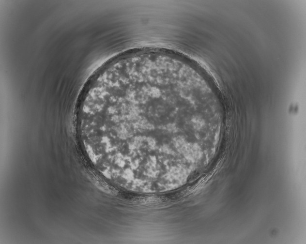 X0000097300879200803141530