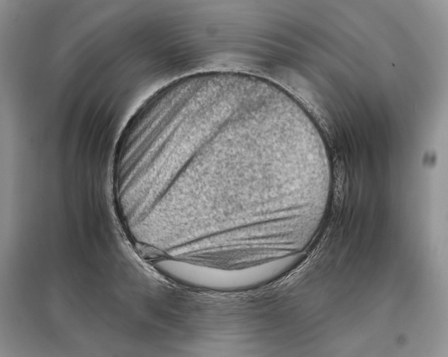 X0000097300896200803141529