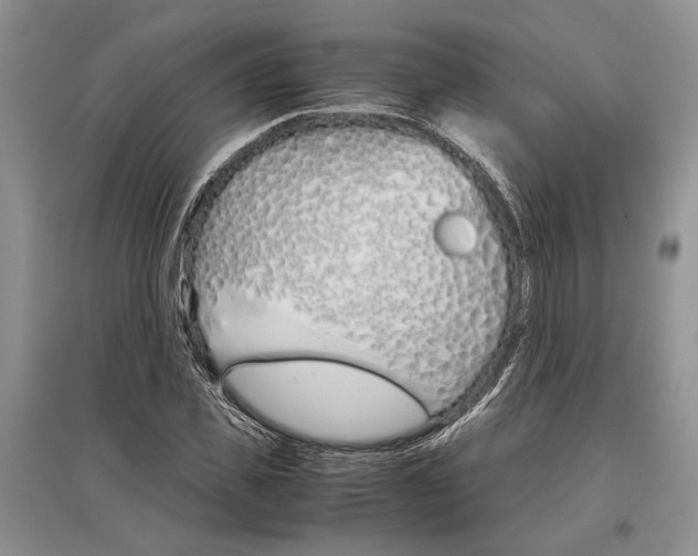 X0000097300925200803141529