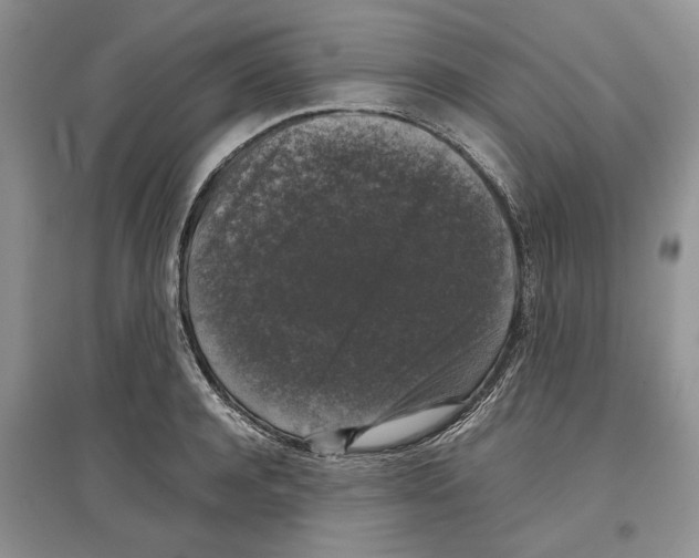 X0000097300944200803141529