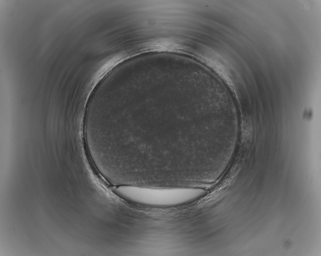 X0000097300946200803141529